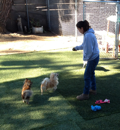 Pet Boarding Service «Bed and Biscuits / Groomingdales», reviews and photos, 2625 Chanticleer Ave, Santa Cruz, CA 95065, USA