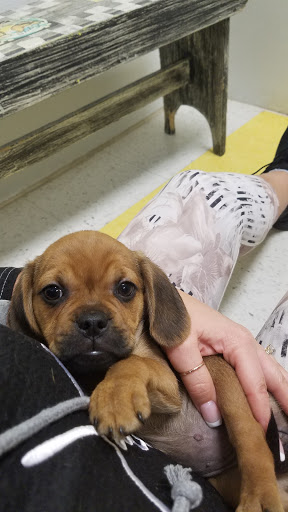 Pet Store «Yuppy Puppy Pet Shop», reviews and photos, 292 Frantz Rd, Stroudsburg, PA 18360, USA