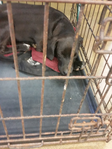 Pet Supply Store «Pet Supplies Plus», reviews and photos, 209 Towne Dr, Elizabethtown, KY 42701, USA