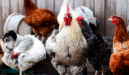 Pet Store «El Gallo Rojo Pet Shop», reviews and photos, 5901 N Armenia Ave, Tampa, FL 33603, USA