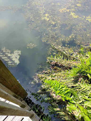 Park «Wall Springs Park», reviews and photos, 3725 Desoto Blvd, Palm Harbor, FL 34683, USA