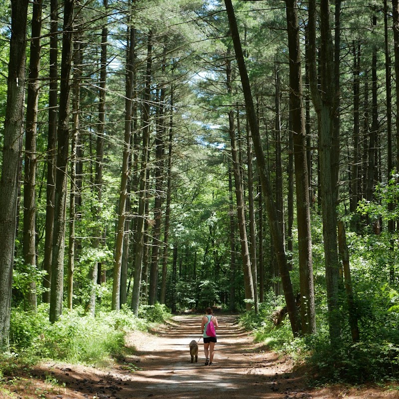 Redden State Forest