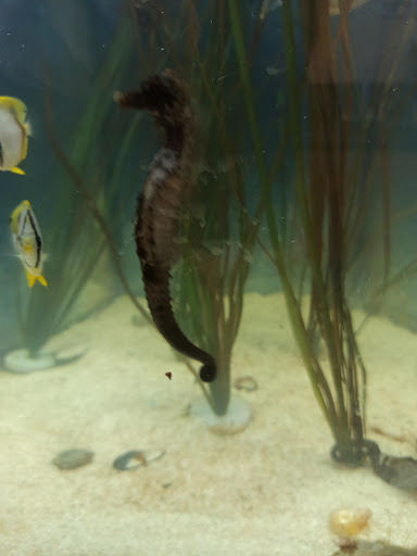 Natural History Museum «South Fork Natural History Museum & Nature Center», reviews and photos, 377 Bridgehampton-Sag Harbor Turnpike, Bridgehampton, NY 11932, USA