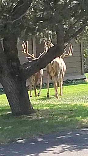 Private Golf Course «Kissing Camels Golf Course», reviews and photos, 4500 Kissing Camels Dr, Colorado Springs, CO 80904, USA