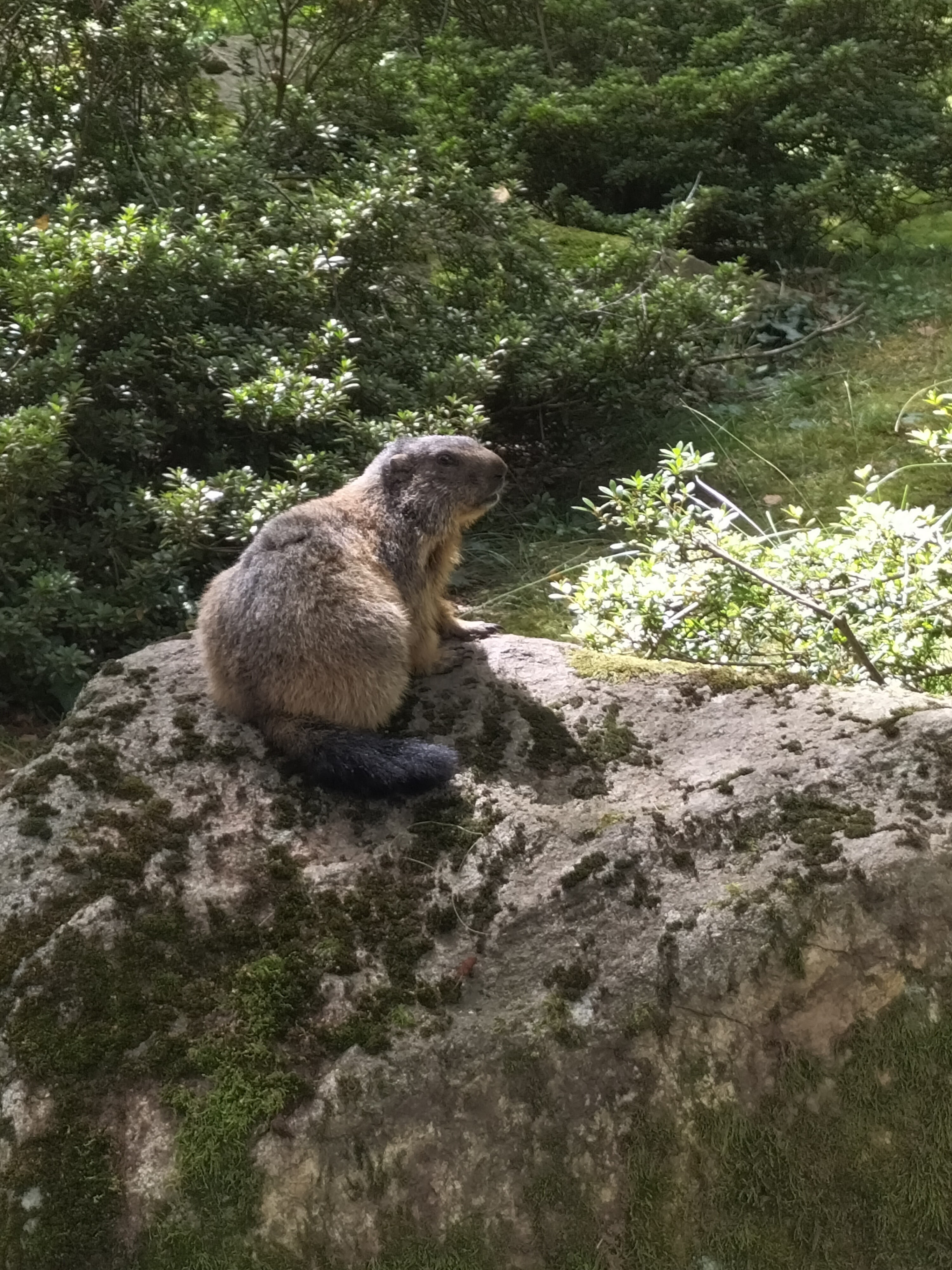 Photo n° 2 de l'avis de Alaska. fait le 26/08/2023 à 16:58