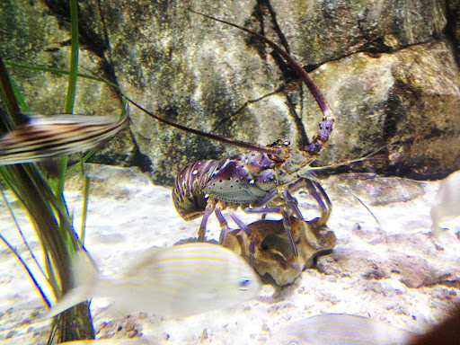 Aquarium «SEA LIFE Charlotte-Concord Aquarium», reviews and photos, 8111 Concord Mills Boulevard, Concord, NC 28027, USA