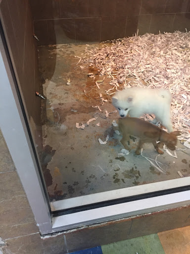 Pet Store «All Pets Club», reviews and photos, 405 Queen St, Southington, CT 06489, USA