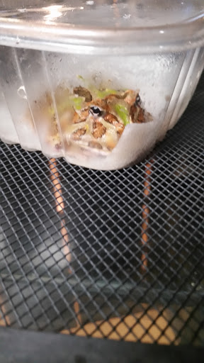 Reptile Store «Cleveland Reptile Show», reviews and photos, 17250 Hummel Rd, Brook Park, OH 44142, USA