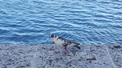 Marina «Fort Pierce City Marina», reviews and photos, 1 Avenue A, Fort Pierce, FL 34950, USA