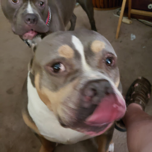 Pet Supply Store «PetSmart», reviews and photos, 3210 E Lynn Blvd, Sterling, IL 61081, USA