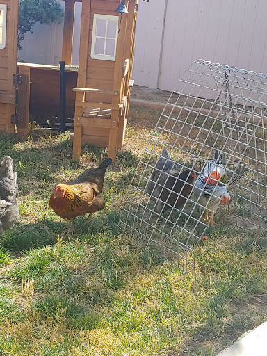 Pet Store «Kahoots Feed & Pet Store», reviews and photos, 16851 Van Buren Blvd, Riverside, CA 92504, USA