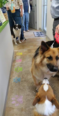 Sit, Stay & Play - Photo 2 - Car repair in Monroe, LA, Monroe