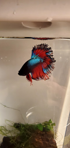 Pet Supply Store «Petco Animal Supplies», reviews and photos, 1483 NJ-23 #14b, Kinnelon, NJ 07405, USA