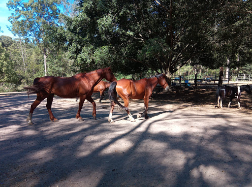 Mooloolah Valley Riding Centre
