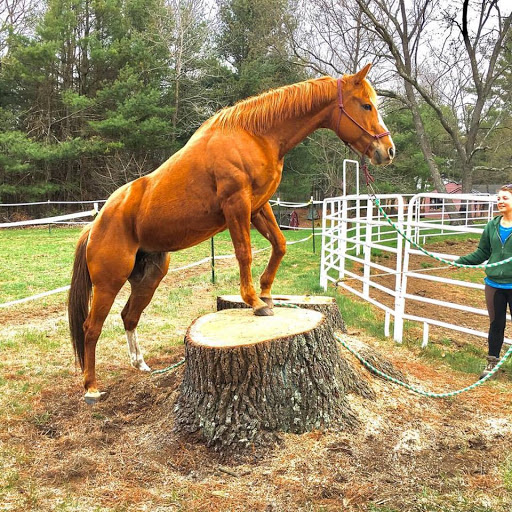 DreamCatcher Horsemanship