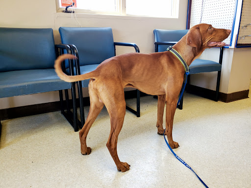 Marias Veterinary Clinic image