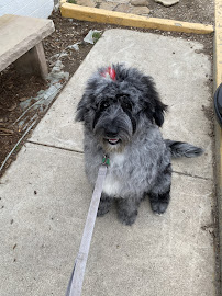 Dogs All Day - Photo 3 - Car repair in Salt Lake City, UT, Salt Lake City