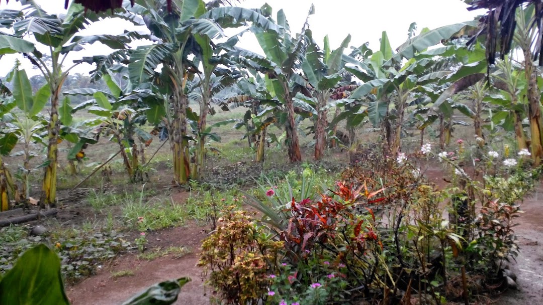 Upland Palayamanan Model FarmLemuel Maratas