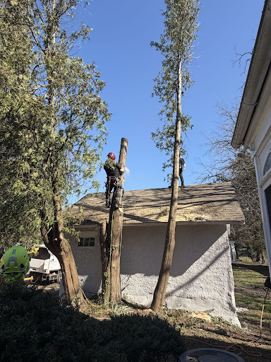 Philadelphia Tree Pruning