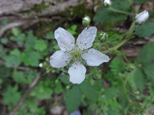 Nature Preserve «Indian Creek Nature Center», reviews and photos, 5300 Otis Rd, Cedar Rapids, IA 52403, USA