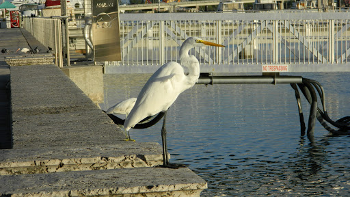 Marina «Fort Pierce City Marina», reviews and photos, 1 Avenue A, Fort Pierce, FL 34950, USA
