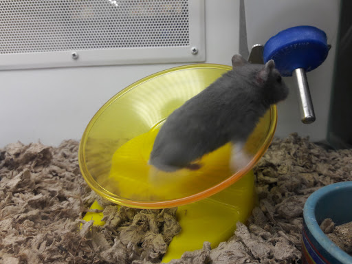 Pet Supply Store «Petco Animal Supplies», reviews and photos, 1970 S Robert St, West St Paul, MN 55118, USA