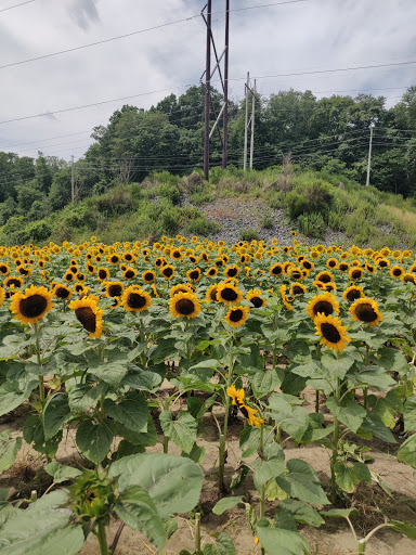 Golf Course «Knob Hill Golf Course», reviews and photos, 1 Shinnecock Dr, Manalapan Township, NJ 07726, USA