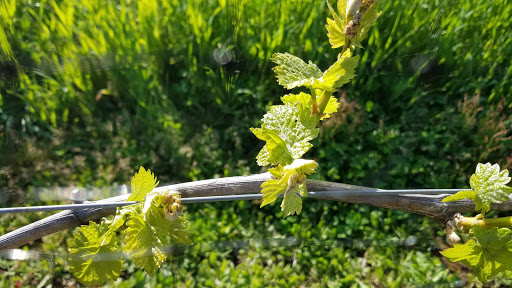 Winery «David Hill Vineyards & Winery», reviews and photos, 46350 NW David Hill Rd, Forest Grove, OR 97116, USA