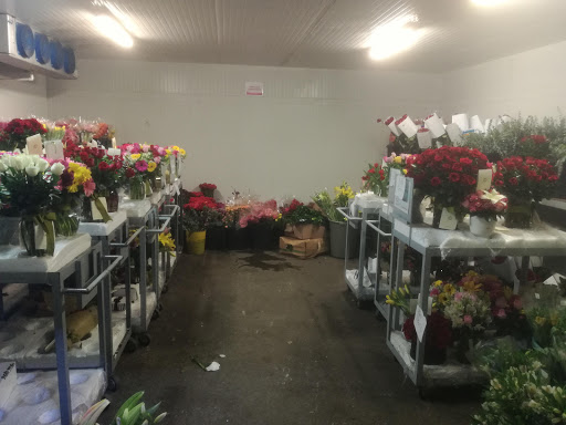 EnviaFlores.com – Monterrey – Monterrey