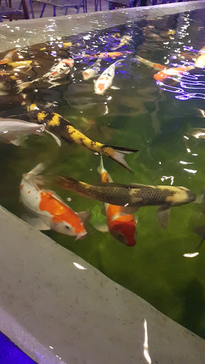 Top 20 cửa hàng cá koi Huyện Kiến Thụy Hải Phòng 2022