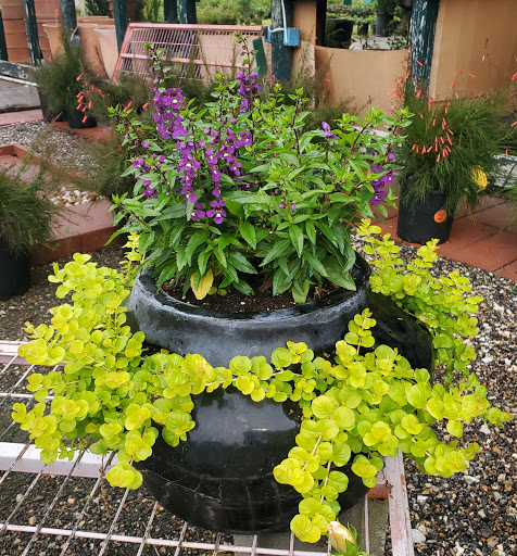 Plant Nursery «HOUSTON PLANTS & GARDEN WORLD», reviews and photos, 16726 North Fwy, Houston, TX 77090, USA