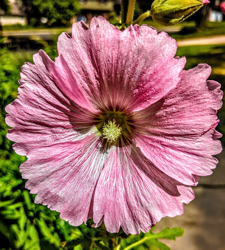 Botanical Garden «White River Gardens», reviews and photos, 1200 W Washington St, Indianapolis, IN 46222, USA