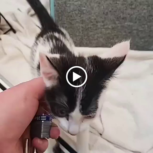 Pet Supply Store «North Tampa PET DEPOT», reviews and photos, 16033 Tampa Palms Blvd W, Tampa, FL 33647, USA