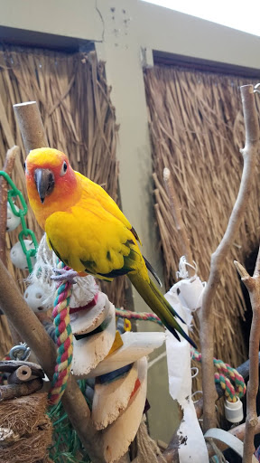 Bird Shop «Parrot & Bird Emporium Inc», reviews and photos, 360 N Westfield St, Feeding Hills, MA 01030, USA