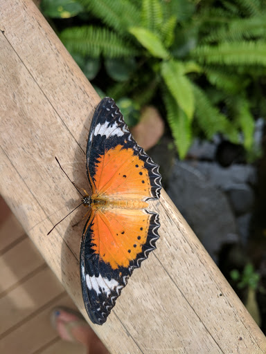 Non-Profit Organization «Butterfly House & Aquarium», reviews and photos, 4320 S Oxbow Ave, Sioux Falls, SD 57106, USA