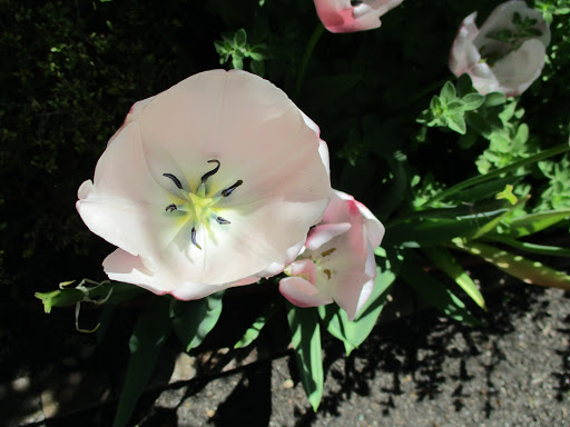Museum «Heyward-Washington House», reviews and photos, 87 Church St, Charleston, SC 29403, USA