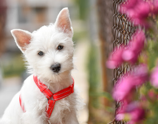 Clínica Veterinaria El Fuerte en Guadalajara