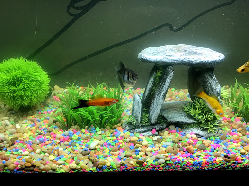 Pet Supply Store «Petco Animal Supplies», reviews and photos, 4030 N MacArthur Blvd #200, Irving, TX 75038, USA