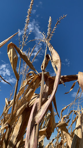 Farm «Kellers Farmstand», reviews and photos, 2500 Johnson Rd, Oswego, IL 60543, USA