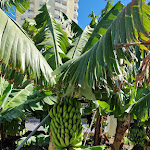 Photo n°5 de l'avis de PAT.Y fait le 08/05/2023 à 09:16 sur le  Hotel Porto Mare à Funchal