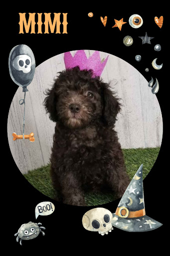 Pet Store «Pet Express», reviews and photos, 250 Granite St, Braintree, MA 02184, USA