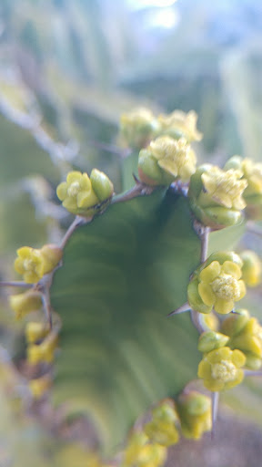 Park «Sahuaro Ranch Park», reviews and photos, 9802 N 59th Ave, Glendale, AZ 85302, USA