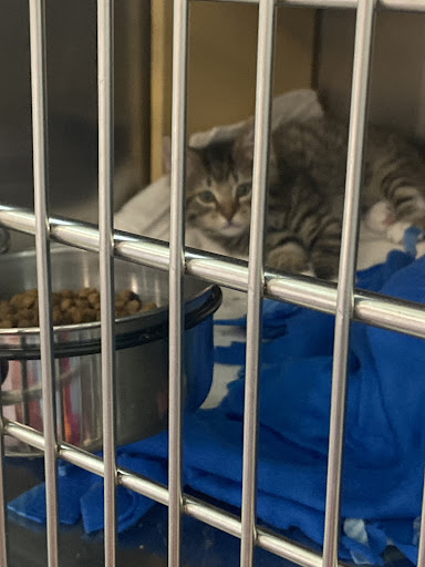 Pet Supply Store «PetSmart», reviews and photos, 20530 E 13 Mile Rd, Roseville, MI 48066, USA