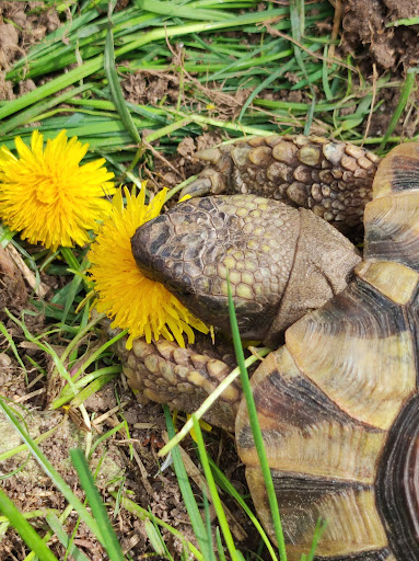 Kleintierpaxis Dr. Ute Frommeyer unter Giengen, Baden Württemberg