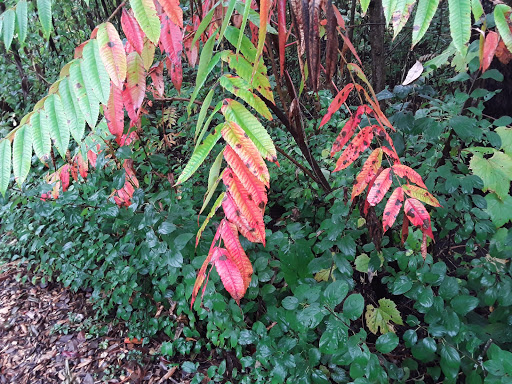 Nature Preserve «Lincoln Marsh», reviews and photos, Harrison Ave & Pierce Ave, Wheaton, IL 60187, USA