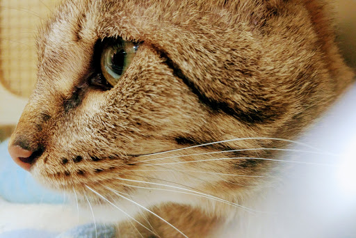 Pet Supply Store «Petco», reviews and photos, 590 E Waterfront Dr, Homestead, PA 15120, USA