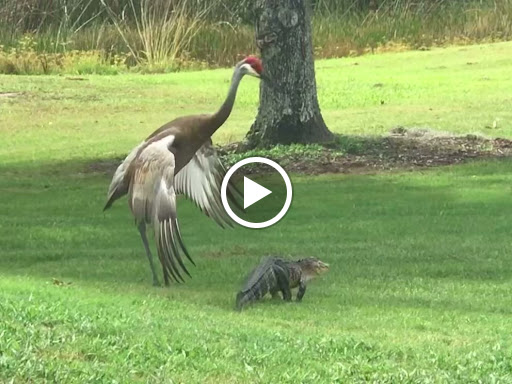 Golf Club «The River Club», reviews and photos, 6600 River Club Blvd, Bradenton, FL 34202, USA