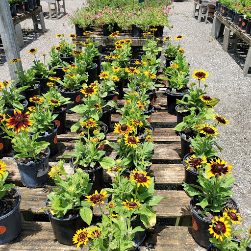 Plant Nursery «HOUSTON PLANTS & GARDEN WORLD», reviews and photos, 16726 North Fwy, Houston, TX 77090, USA