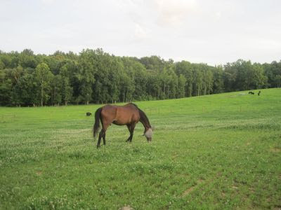 Five Springs Horse Retirement Farm
