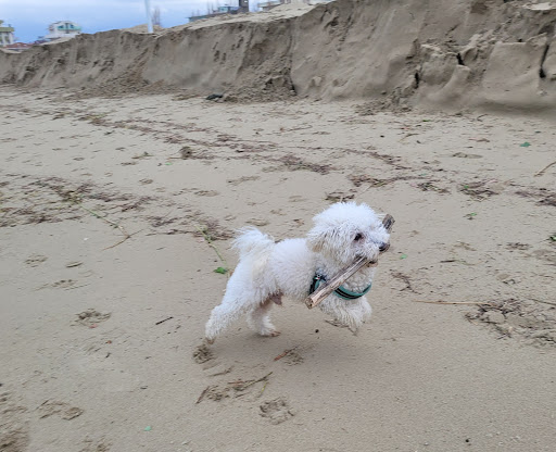 Pensioni per cani e dog hotel a Dog-sitting verona 3